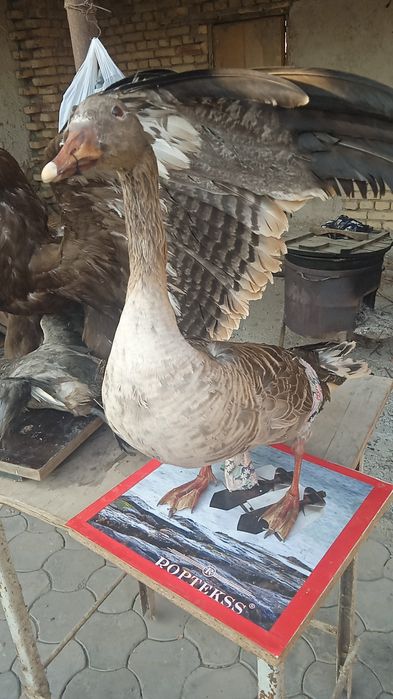 Изготовление чучело диких животных и птиц