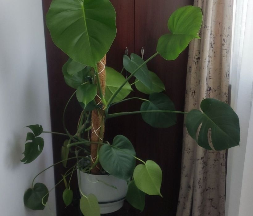 Monstera - 80 cm