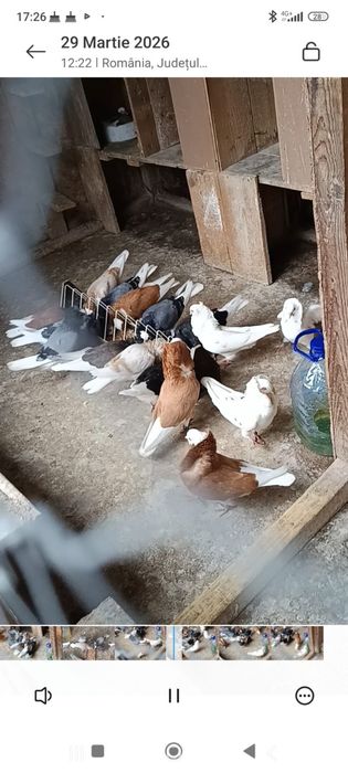 Porumbei capucini ,voltati indieni și preoți Saxonia.