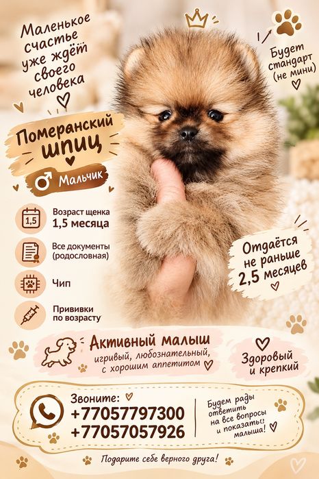 Продам щенка шпица