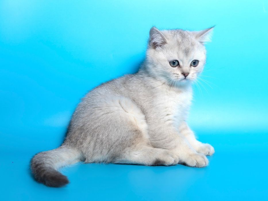 Серебро Шиншилла