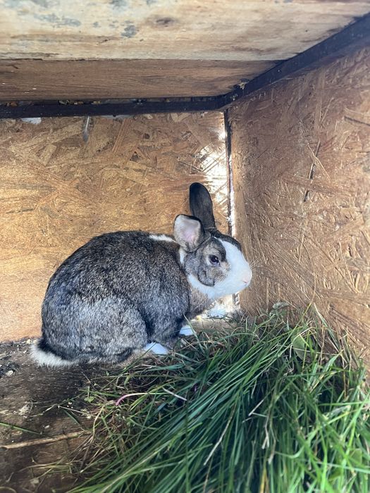 Iepure rex pitic mascul