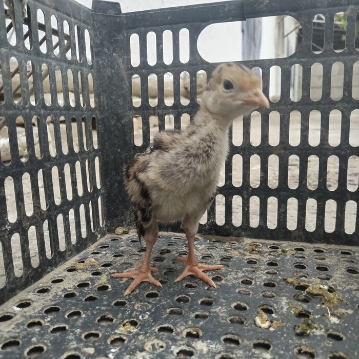 Kurka jo'jalari 1 oylik bo'lgan sotiladi