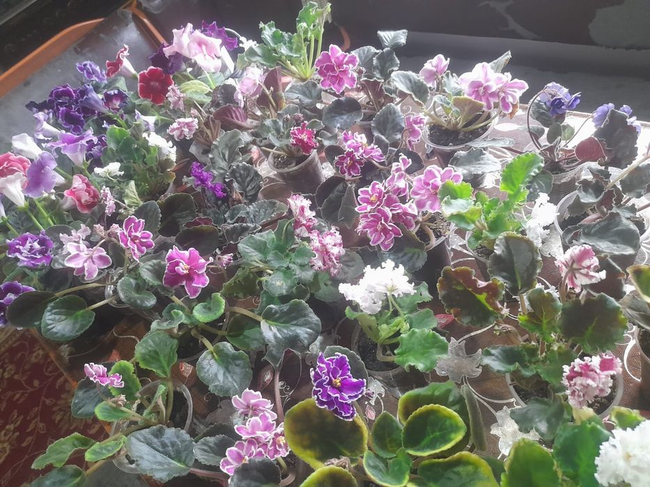 Уйдин гулдери Тулкубас