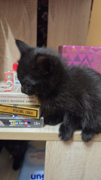 Отдам котят черные и серые