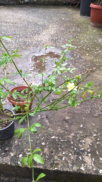 Продавам растение Зимен Жасмин (Jasminum nudiflorum)