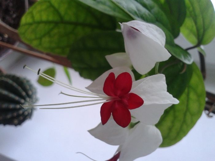 Клеродендрум Томпсона