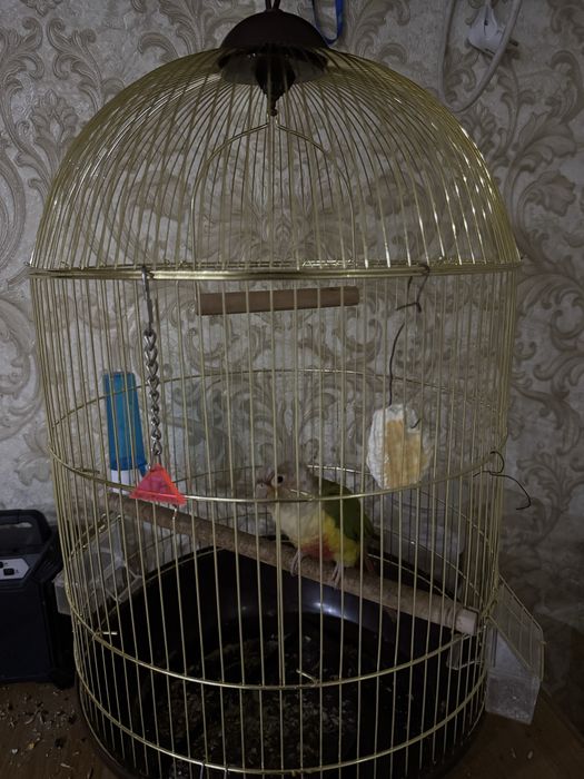 Продам попугая пиррури с клеткой