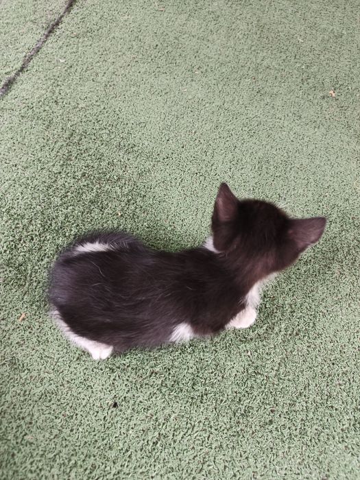 Отдам котят в хорошие руки