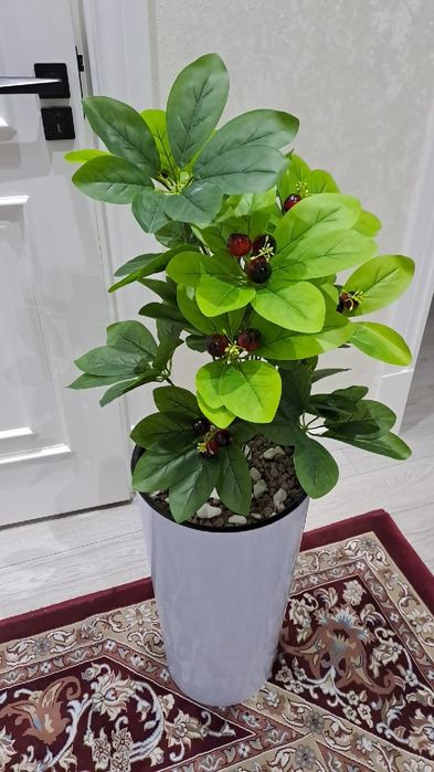 Цветы декоративные Суний Гул Тувак Арт Архидея Пальма