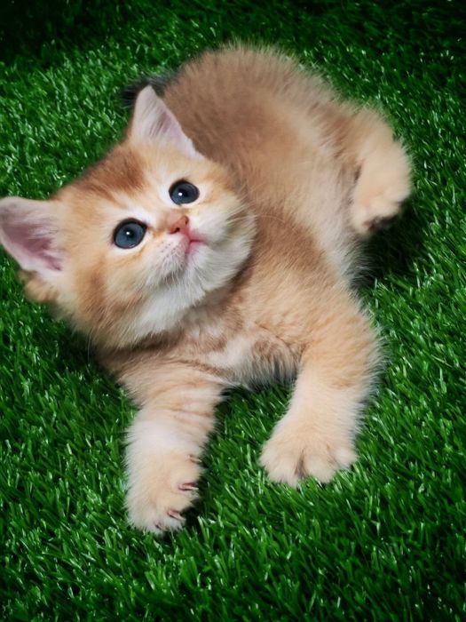Продаются шикарные Котята!!!