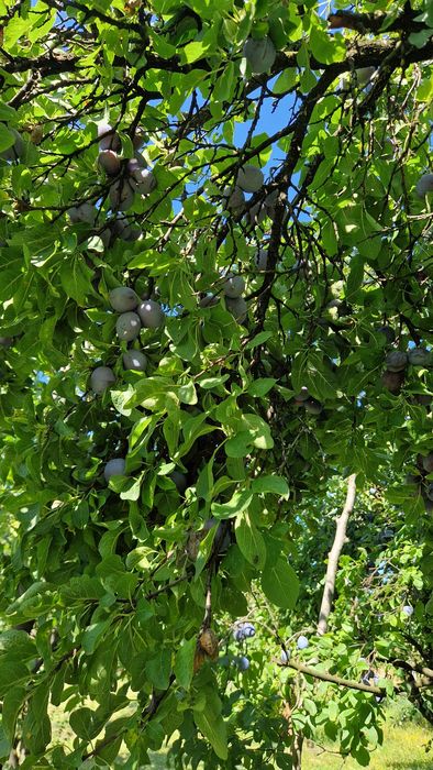 Prune centenar de vanzare