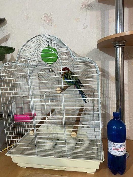 пара попугаев розеллы