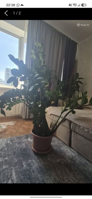 Пролам Замиакулькас