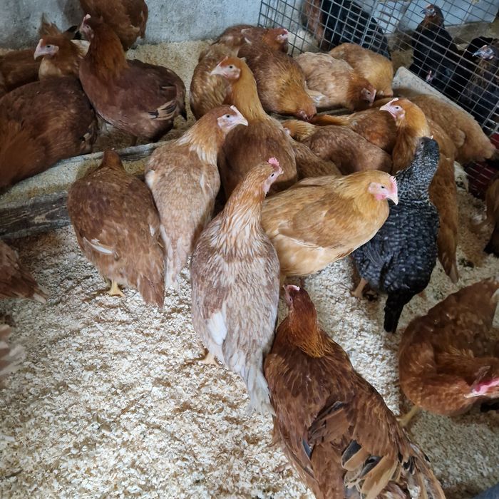 Puicute kabir media 3kg