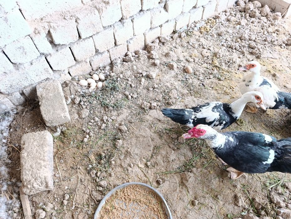 Almashaman lndiutkalar 3 makyon 1 ta xuroz tuxumda barch