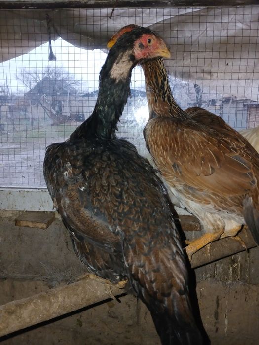 Дакан тауық сатамын