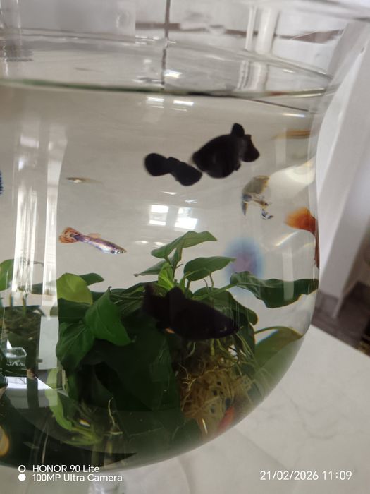 Vind pești acvariul.Molineji și sifo.