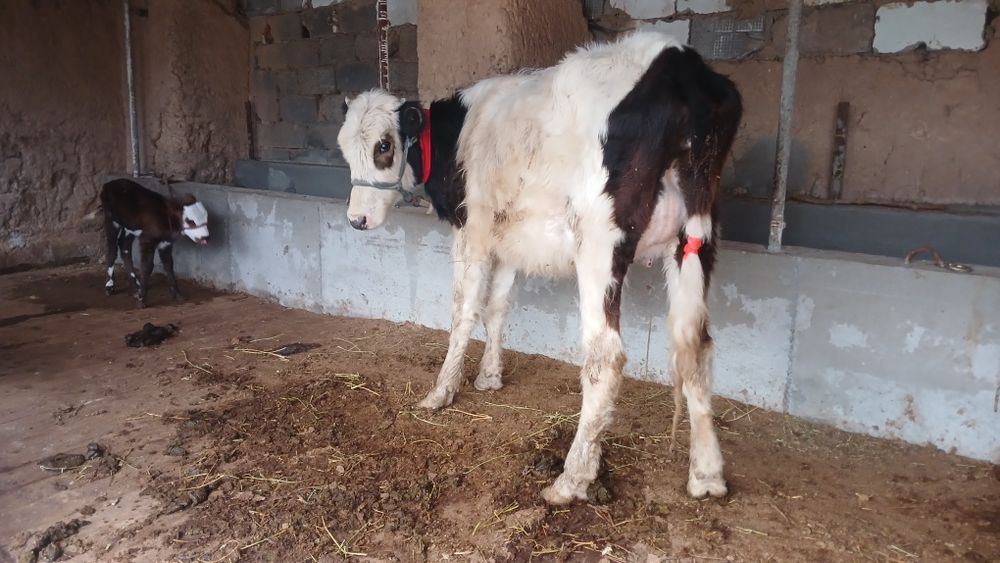 Бұзпулы сиыр сатылады туркестан