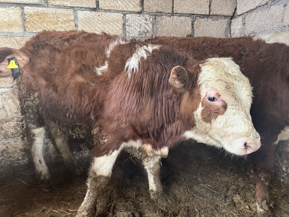 Продаются Бычки 6 голов