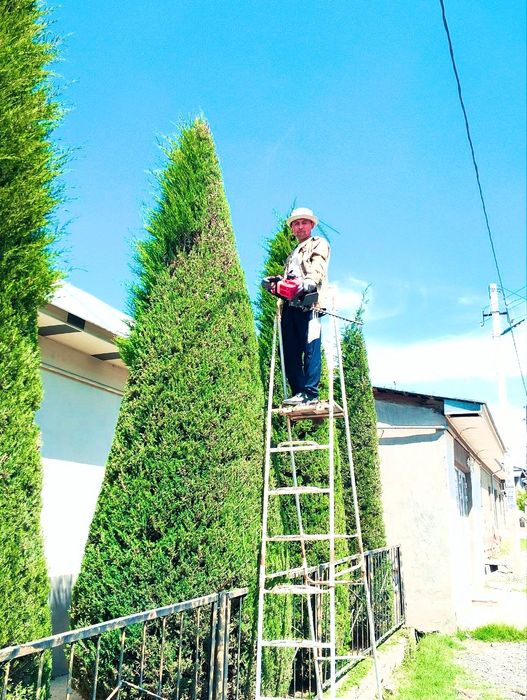 Archa kesish va gazon ekish xizmati