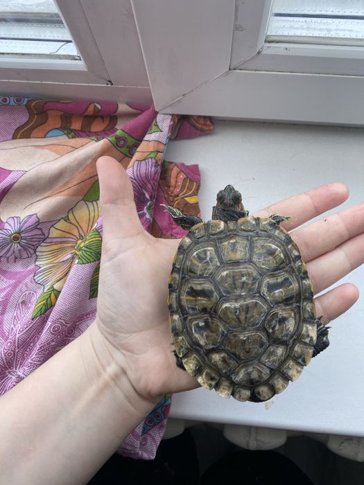 Черепаха коаснокхая 1,7 года