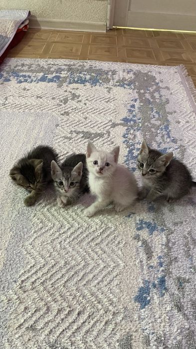 отдам в добрые руки)