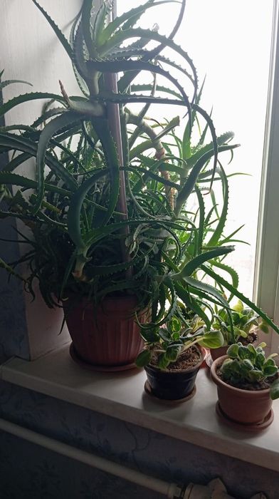 Продаются домашние цветы.