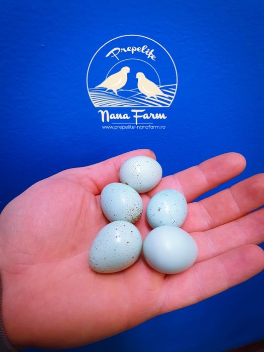 Oua de prepelita Celadon