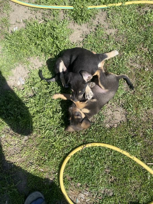 Отдам даром щенят