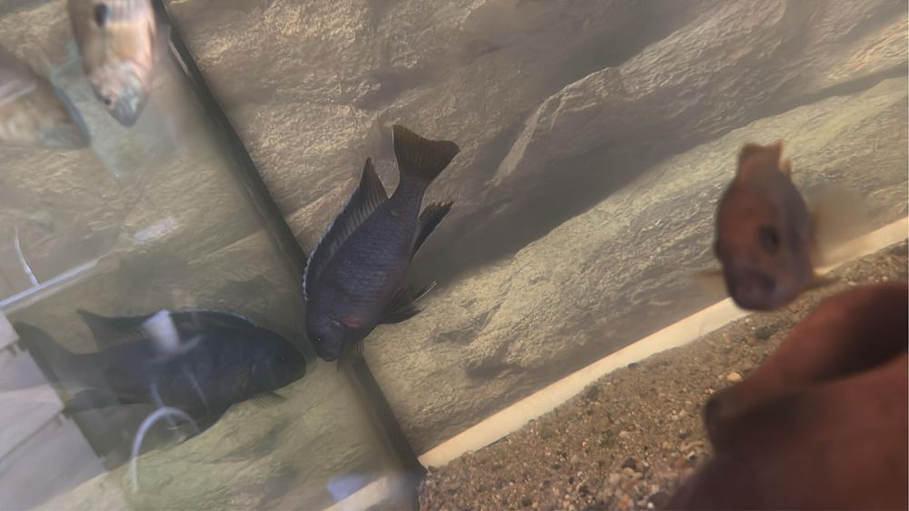 Рыбы аквариумные