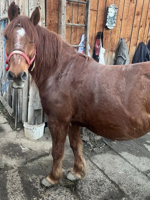 De vanzare cal castrat