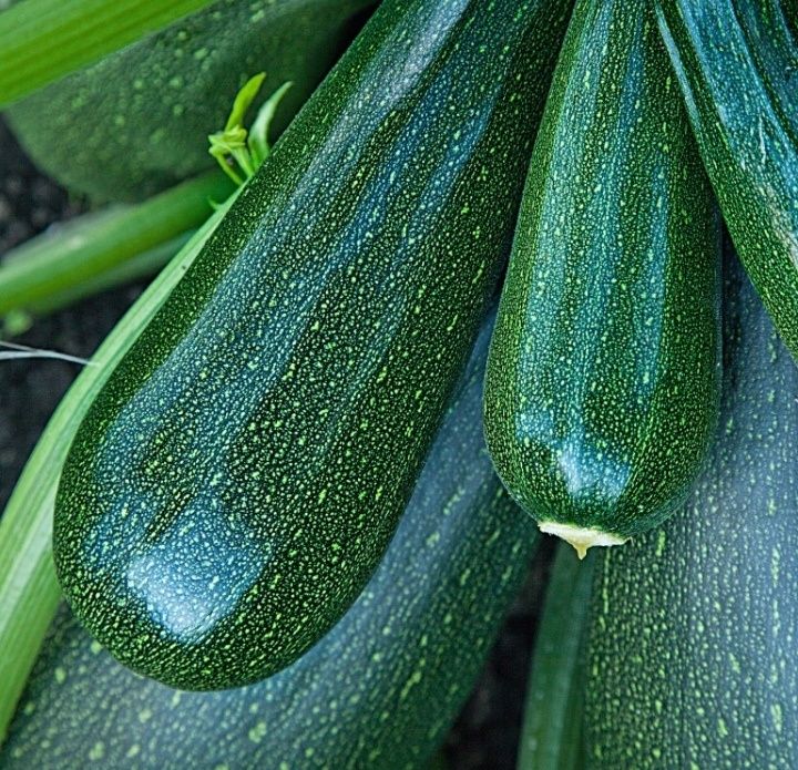 Продам семена кабачки цекуни