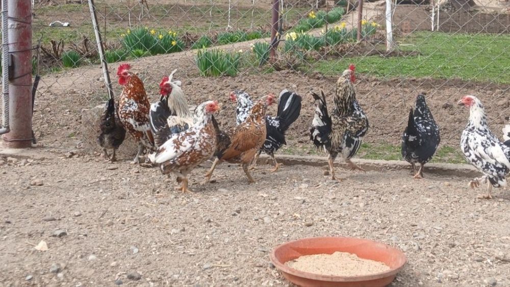 Găini și cocoși pitici