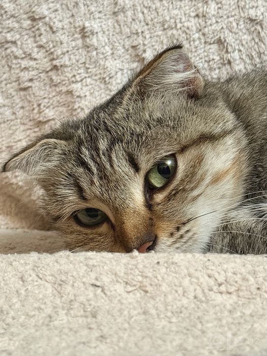 Котик в добрые ручки