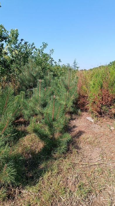 Koʻp turdagi daraxt koʻchatlarimiz bor faqat kotta abyomda