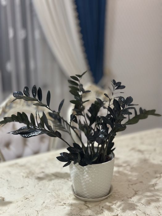 Продается домащние цветы