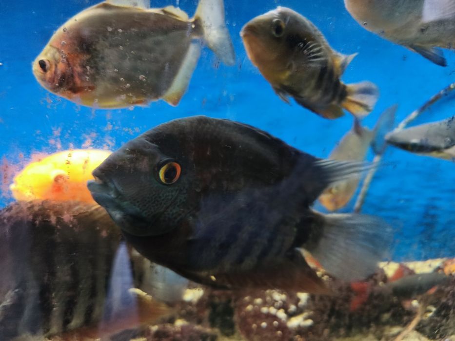 Риби Американски цихлиди Червен папагал , Северум , Сребърен долър