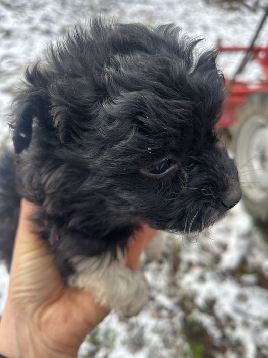 Лагото кученца на 50 дни