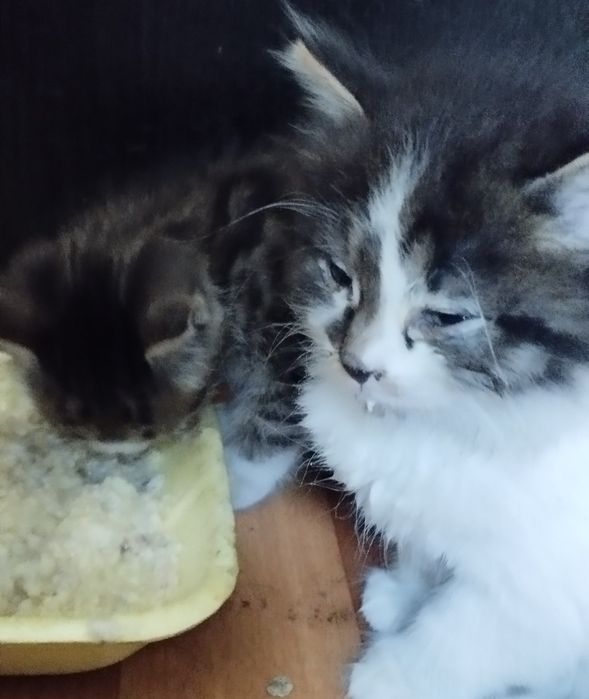 Отдам в добрые руки котят