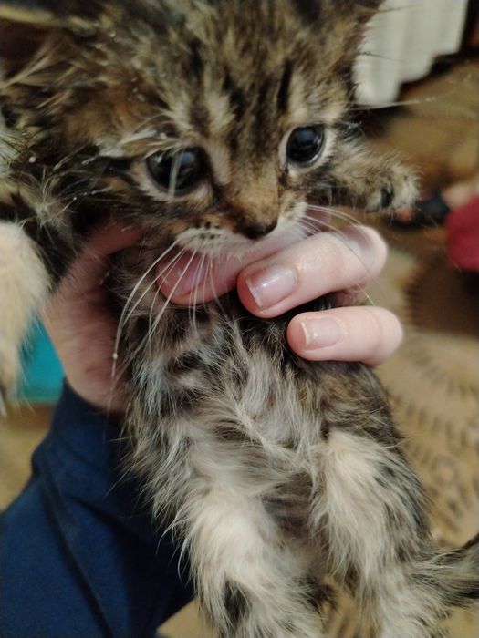 котята бесплатно в добрые руки