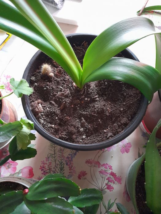 Различни цветя за дома