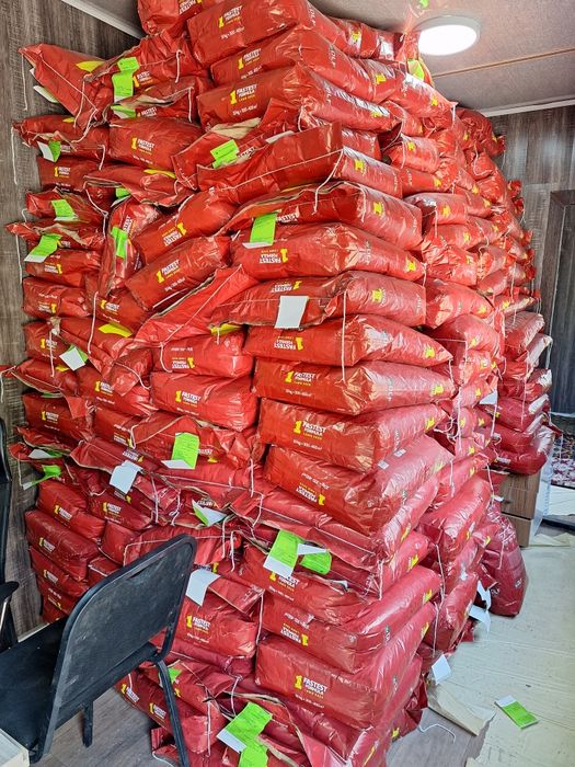 Gazon urug‘. Газон уруг