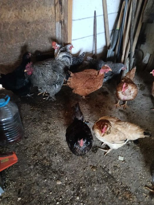 Vînd găini țărănești