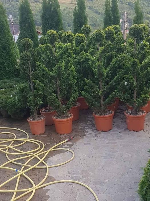 Plante ornamente