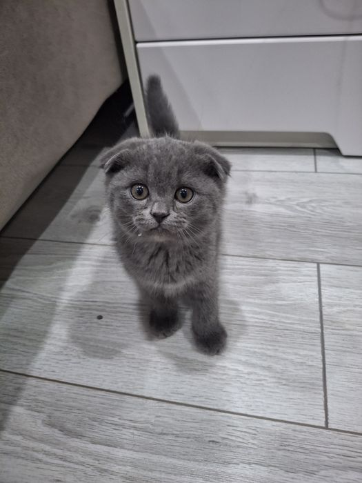 Британские котята