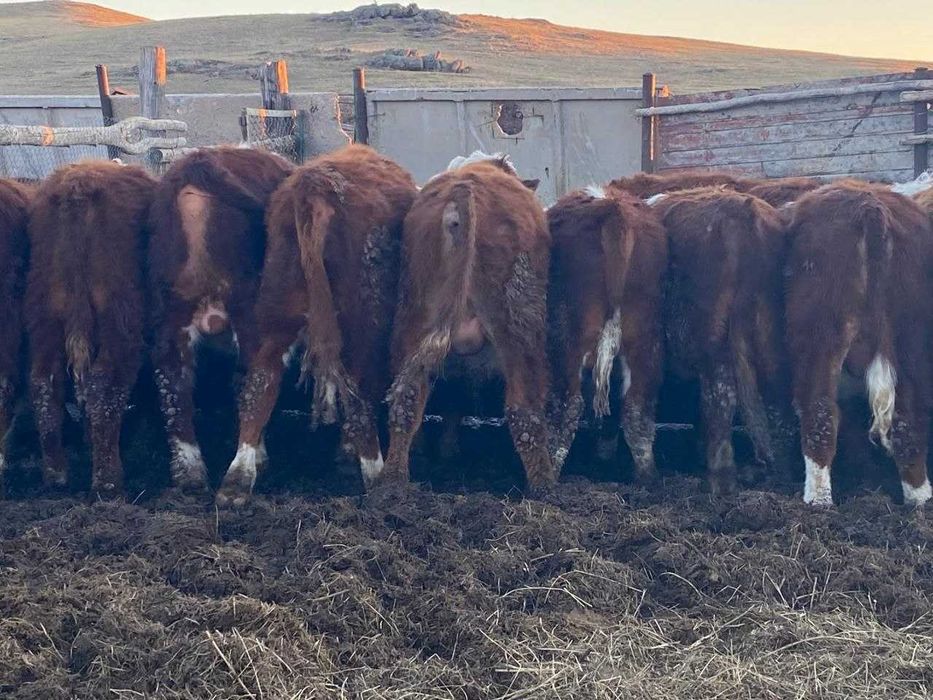 Бычки с откорма / Откормда тұрған бұқалар