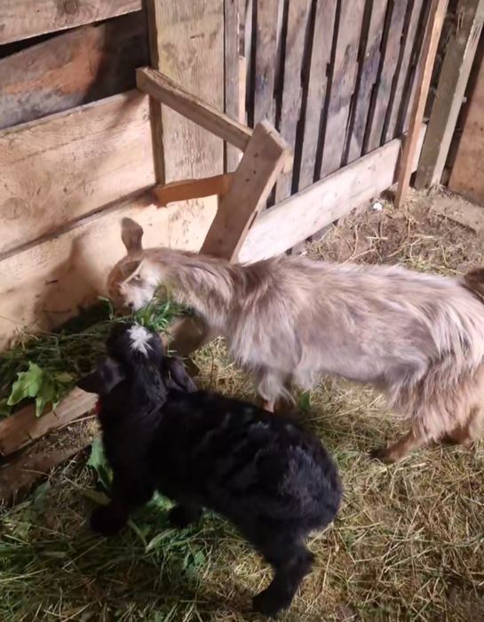 Capra pitica si iedut tineri