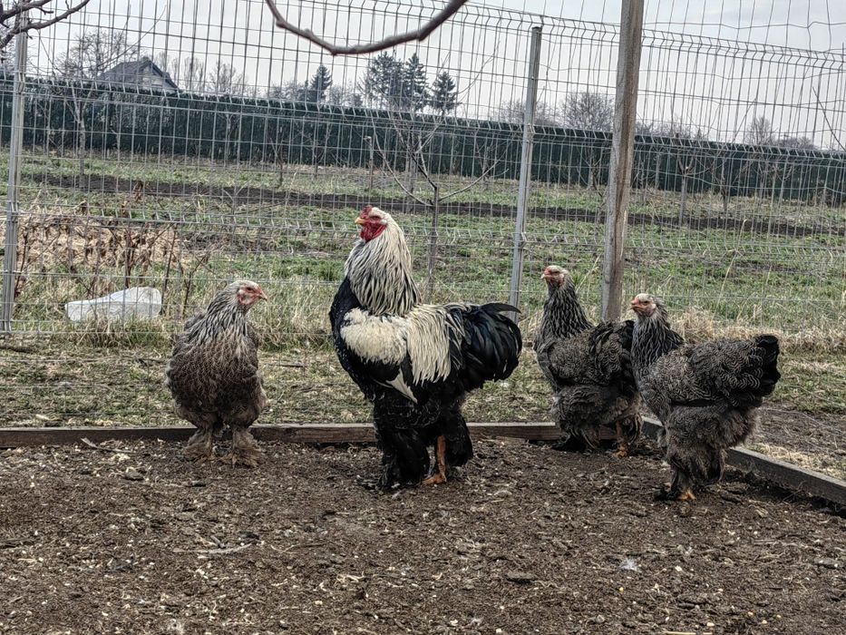 Oua Brahma Hermat Inchis