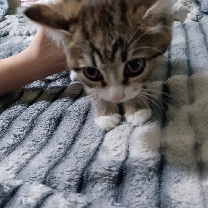 Отдам котят от мышеловки